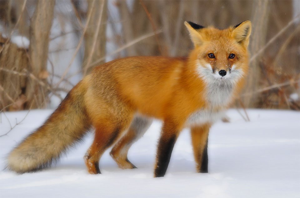 red fox sounds