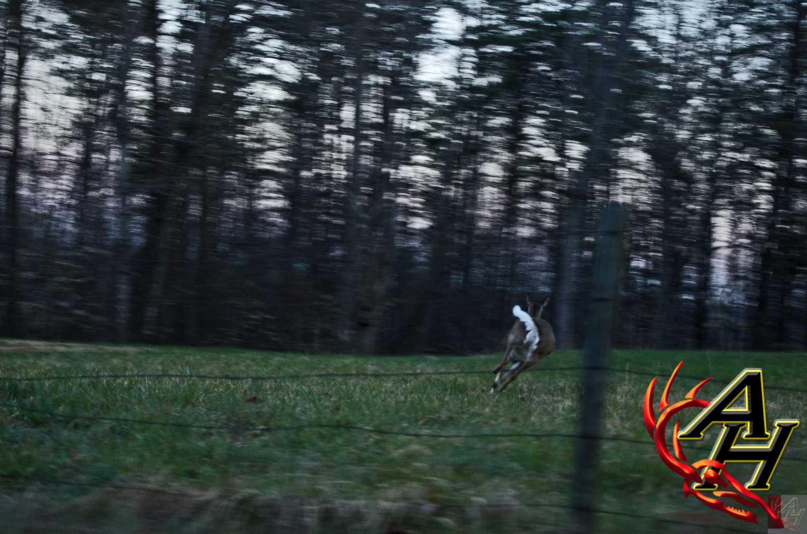 running whitetail deer
