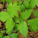 treatment for poison ivy in the field