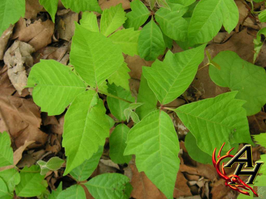 treatment for poison ivy in the field