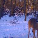 3rd main beam buck trailcam