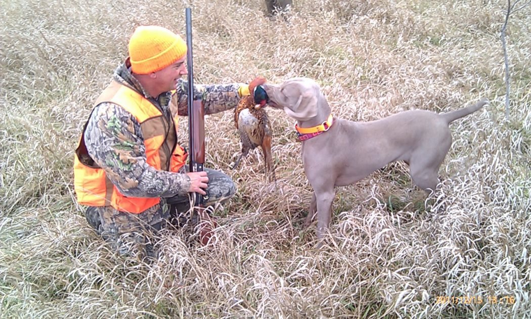 upland pheasant hunting