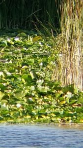 phone skope portrait 