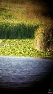 Phone Skope Review zoomed out