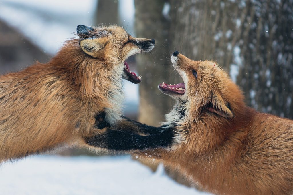 male fox sounds