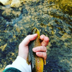 fishing for brown trout illinois