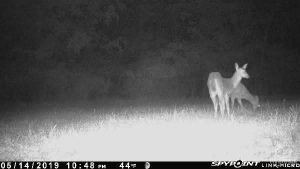 Spypoint Link-Micro deer pictures from app