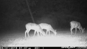 Spypoint Link-Micro deer pictures from app