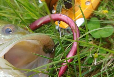 bass fishing tips and largemouth bass