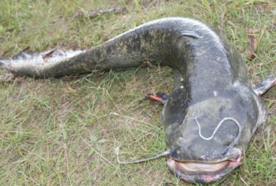 catfish spinning reel