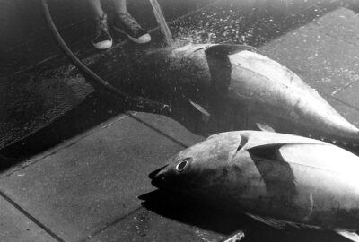Tuna Species