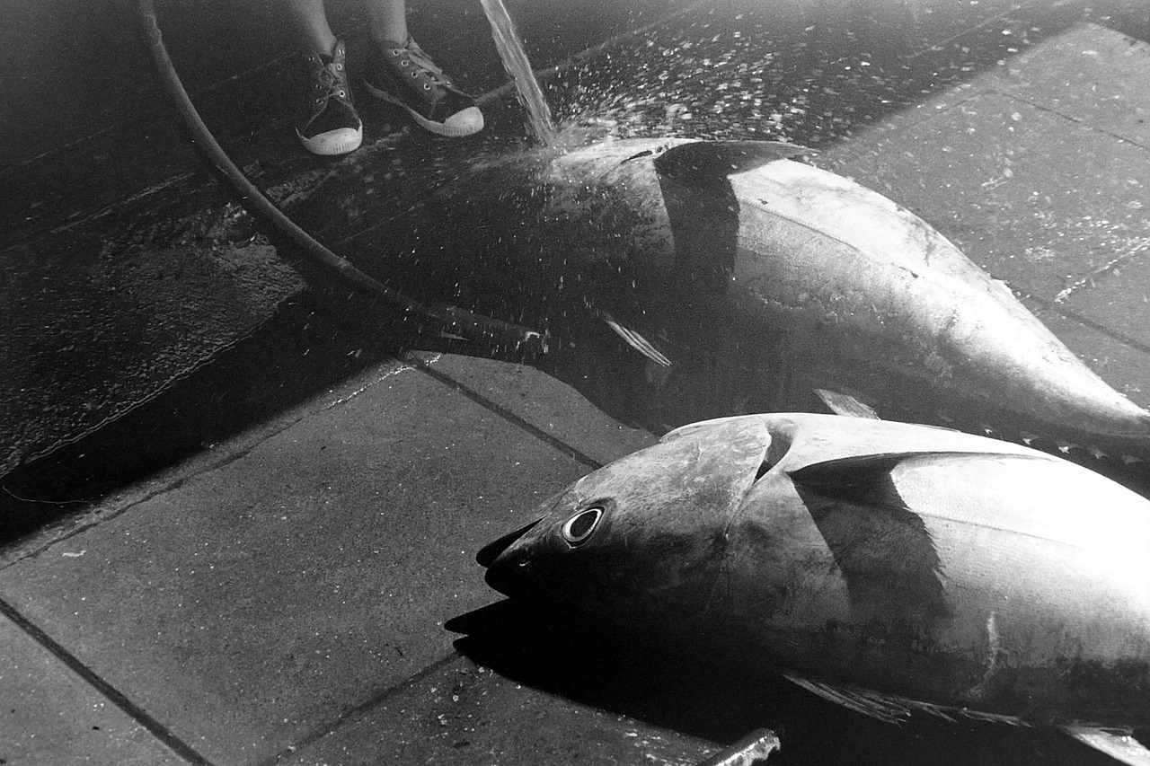 Tuna Species
