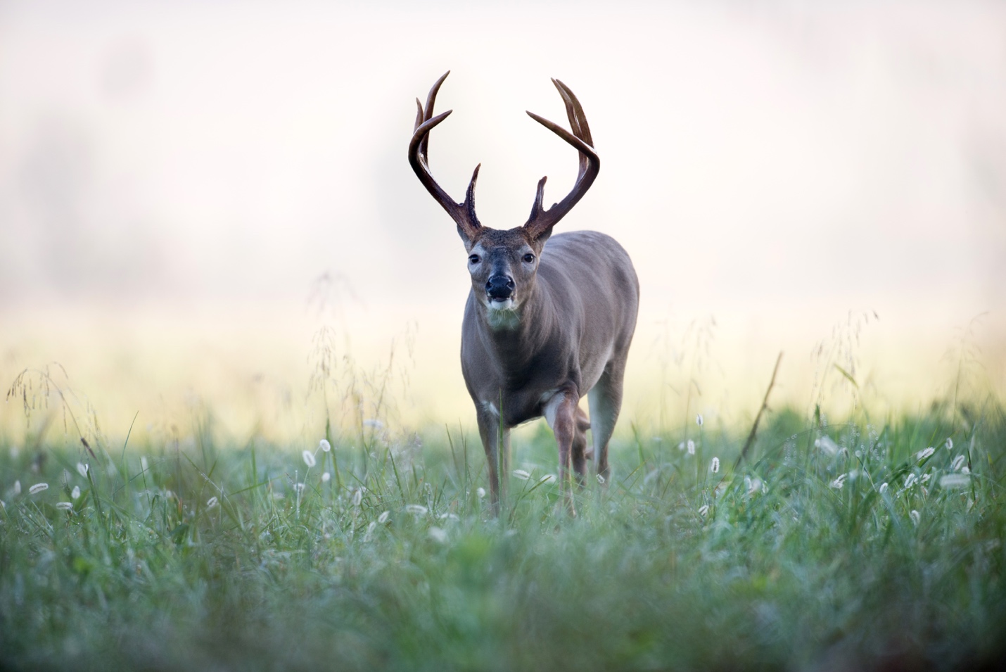 Whitetail buck in field, gender is a factor in how long a deer lives
