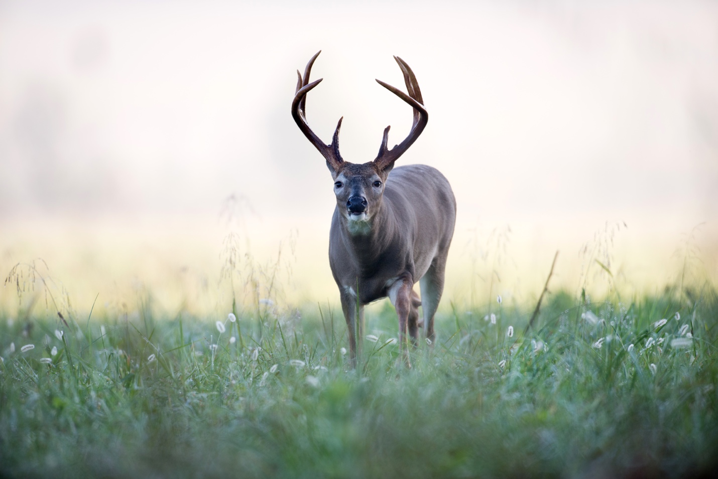 How long do white on sale tail deer live