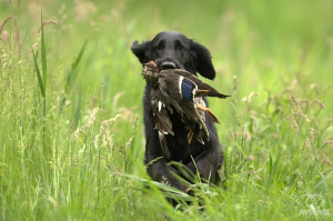 Duck Hunting Tips